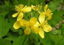 benefits and harms of using celandine for warts